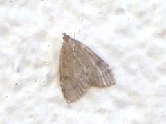 Dusky Pearl (Udea prunalis)