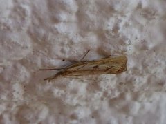 Barred Grass-veneer (Agriphila inquinatella)