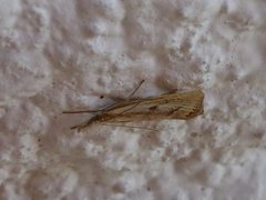 Gul nebbmott (Agriphila inquinatella)