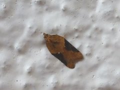 Jordbær-/buskflatvikler (Acleris comariana/laterana)