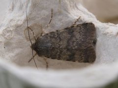 Northern Rustic (Standfussiana lucernea)