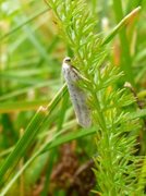 Orchard Ermine (Yponomeuta padella)