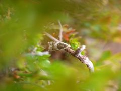 Blåbærsigdvikler (Ancylis myrtillana)