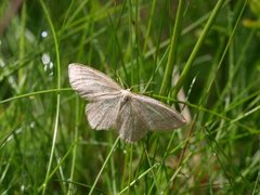 Smoky Wave (Scopula ternata)