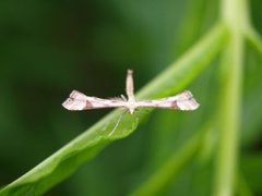 Triangle Plume (Platyptilia gonodactyla)