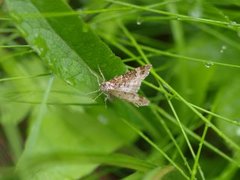 Red Twin-spot Carpet (Xanthorhoe spadicearia)