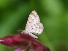 Red Twin-spot Carpet (Xanthorhoe spadicearia)