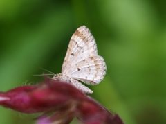 Rosa båndmåler (Xanthorhoe spadicearia)