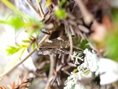 Incurvaria vetulella