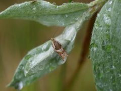 Blåbærsigdvikler (Ancylis myrtillana)