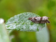 Røsslyngsigdvikler (Ancylis unguicella)