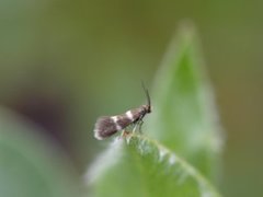 Phylloporia bistrigella