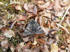 Svartflekkheifly (Anarta melanopa)