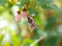 Blåbærsigdvikler (Ancylis myrtillana)