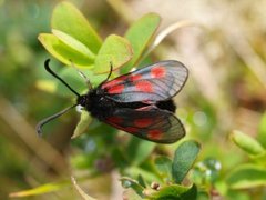 Fjellbloddråpesvermer (Zygaena exulans)