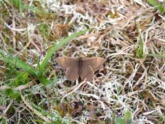 Dewy Ringlet (Erebia pandrose)