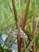 Beautiful China-mark (Nymphula nitidulata)