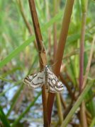 Porselensdammott (Nymphula nitidulata)