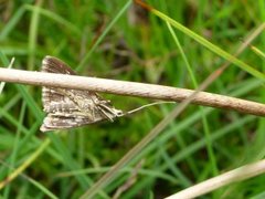 Brown China-mark (Elophila nymphaeata)