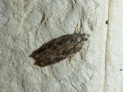 Raklekveldvikler (Epinotia nisella)