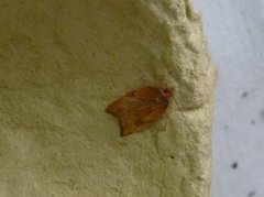 Nettflatvikler (Acleris rhombana)