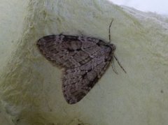 Pale November Moth (Epirrita christyi)