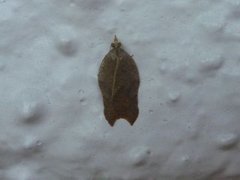 Grå-/konkavflatvikler (Acleris effractana/emargana)