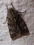 Vårlurvefly (Brachionycha nubeculosa)