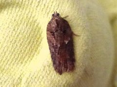 Granflatvikler (Acleris abietana)