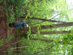 Svartor (Alnus glutinosa)