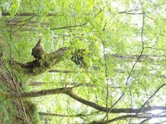 Small-leaved Lime (Tilia cordata)