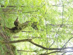 Lind (Tilia cordata)