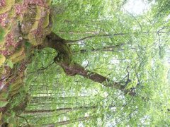 Small-leaved Lime (Tilia cordata)
