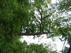 Oak (Quercus sp.)