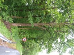Oak (Quercus sp.)