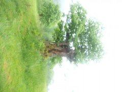 Oak (Quercus sp.)