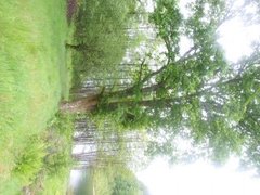 Oak (Quercus sp.)