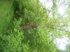 Oak (Quercus sp.)