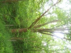 Oak (Quercus sp.)