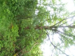 Oak (Quercus sp.)