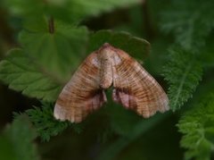 Scorched Wing (Plagodis dolabraria)