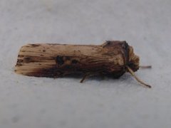 Dobbeltpunktfly (Axylia putris)