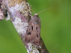 Heart and Dart (Agrotis exclamationis)