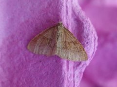 Barred Umber (Plagodis pulveraria)