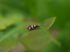 Yellow-barred Gold (Micropterix aureatella)