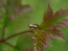 Adela reaumurella