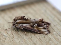 Purple Cloud (Actinotia polyodon)