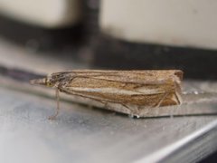 Grass-veneer (Crambus pascuella)