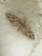 Strekdvergmåler (Eupithecia exiguata)