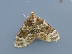 Broken-barred Carpet (Electrophaes corylata)